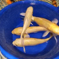طلا ناب خورشید درخشان استخر ماهی کوی یامابوکی زرین