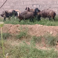 گوسفند فورش فوری