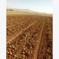 ۵۵۰۰مترحاشیه جاده سنتو نرسیده به بهنوش۳۰۰مترمانده