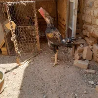لاری اصیل دانگ بالا مولد