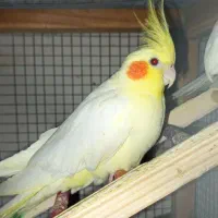 عروس هلندی