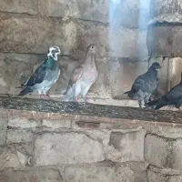 پرنده