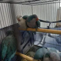 جوجه راهب