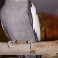 مرغ عروس هلندی