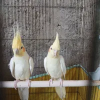 عروس هلندی نرو ماده