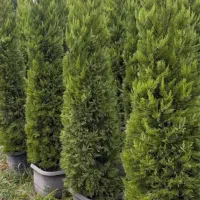 لاوسون کاج طلایی