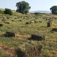 علوفه پرس خشه یونجه سال اول