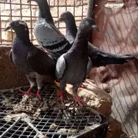 کبوتر  هر سه عدد نر پلنگ سیاه ماده