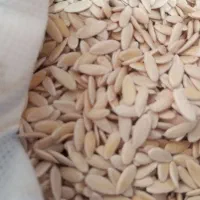 بذر گرمک گرگه کیلو ۲۵۰هزار