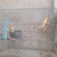 قناری از ۱۳۰۰ تا ۲۸۰۰