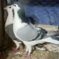 کفتر خرقه روس واز یاهو
