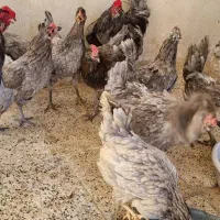 مرغ خروس گلین طوسی جوجه نیمچه تخم نطفه دار
