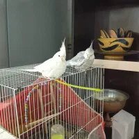 جفت عروس هلندی