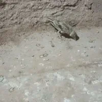 فروش‌جوجه‌سهره‌‌و