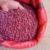 لوبیا قرمز