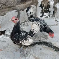 سبرایت مینیاتوری و لاری
