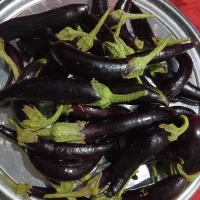 محصول باغ موجوده