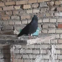 کفتر