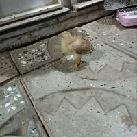 جوجه سالم