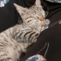 بچه گربه نر