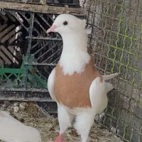 طوقی طوق کبوتر