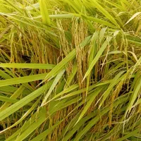شالی|خوردنی و آشامیدنی|آق قلا, |دیوار
