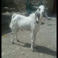 فروش