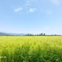 برنج هاشمی