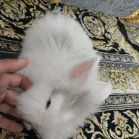 خرگوش لپ