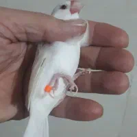 فنج نرگسی ماده و مولد