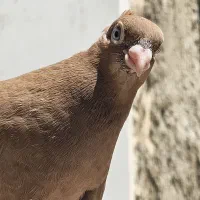 کبوتر صرب زرد