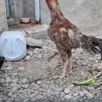 خروس لاری هشت ماهه