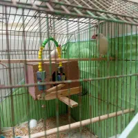 فنچ کرم لایت همراه قفس