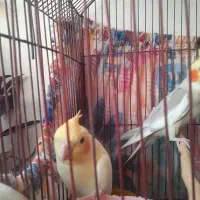 فروش عروس هلندی نر