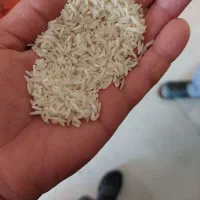 برنج فجر الک شده