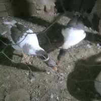 غاز