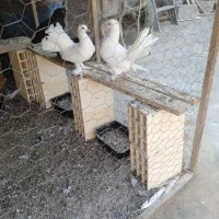 کبوتر دیم چتری همراه با جوجه