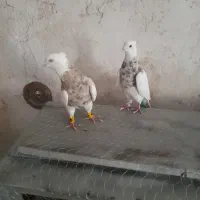 کفتر|پرنده|بوستان, |دیوار