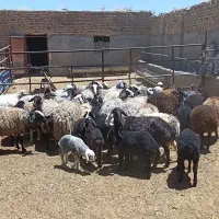 میش و بره