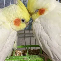 دو عدد عروس ماده