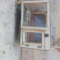 لانه