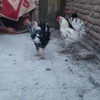 مرغ و خروس گلین اصل.