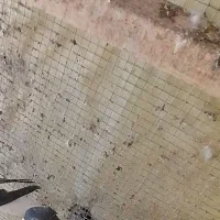 کبوتر دمسفید نر