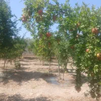 فروش-باغ-میوه-چهاردیواری