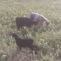 بزبزخاله