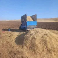 کاه گندم