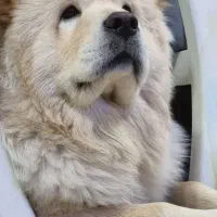 سگ چاو چاو|سگ|نجف‌آباد, گلدشت|دیوار