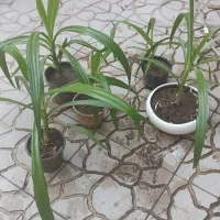 گل سوسن عنکبوتی