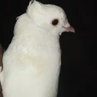 کبوتر