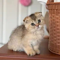 واگذاری اسکاتیش بلک گلد